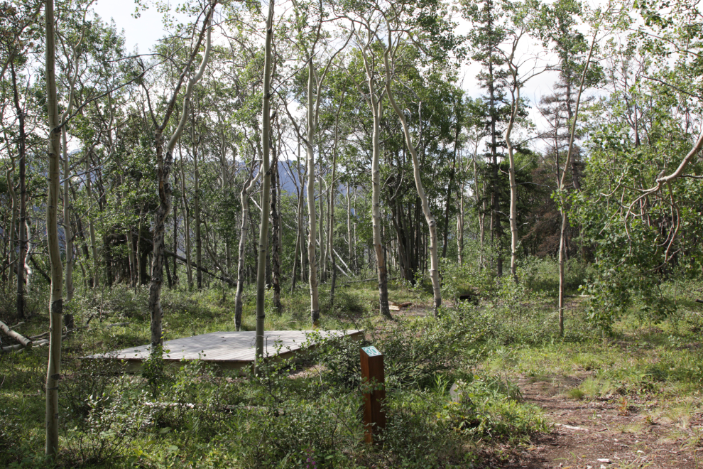 A walk-in tent site at Conrad Campground, Yukon.