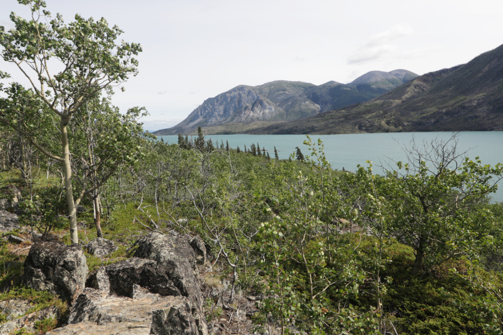 A few meters from 5 of the walk-in campsites at Conrad Camground, the views up and down Windy Arm are wonderful.