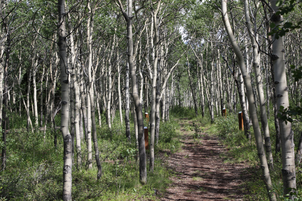 The 6 walk-in tent sites at Conrad Campground, Yukon, are in a lovely poplar forest.