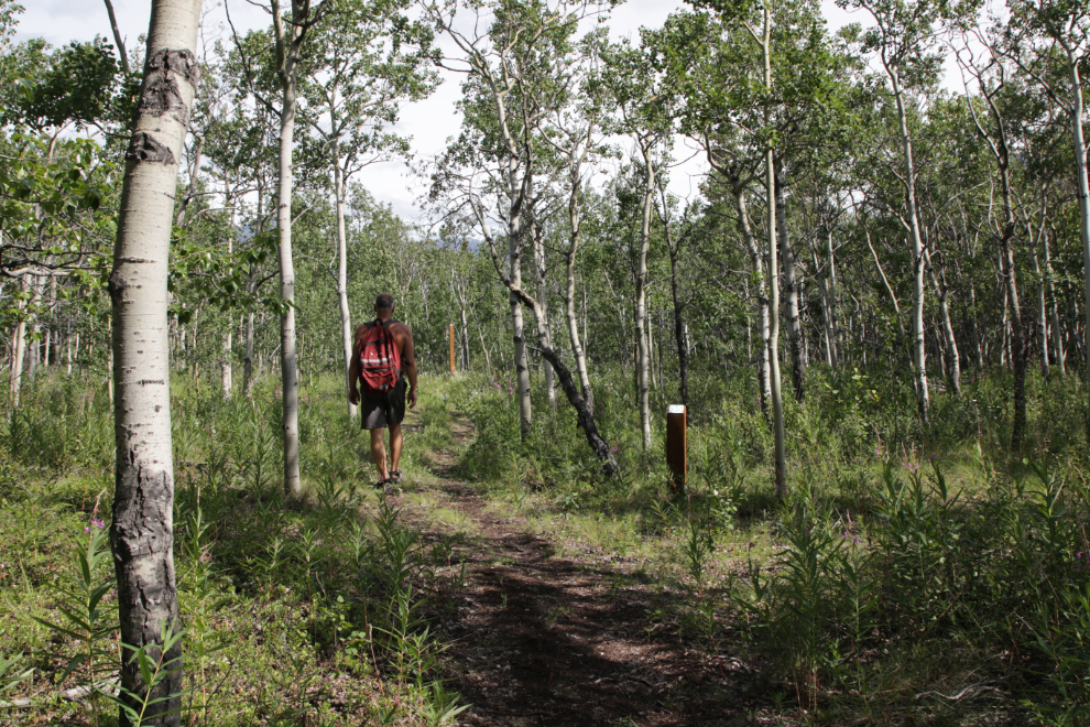 The walk-in tent site area at Conrad Campground, Yukon.