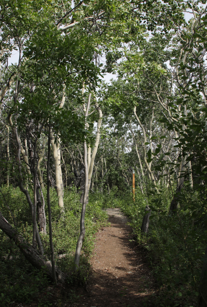 Hiking the Butterfly Trail at Conrad Campground, Yukon.