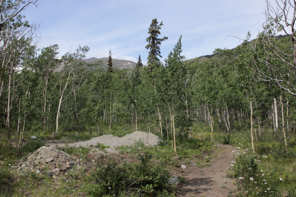 Hiking the Butterfly Trail at Conrad Campground, Yukon.