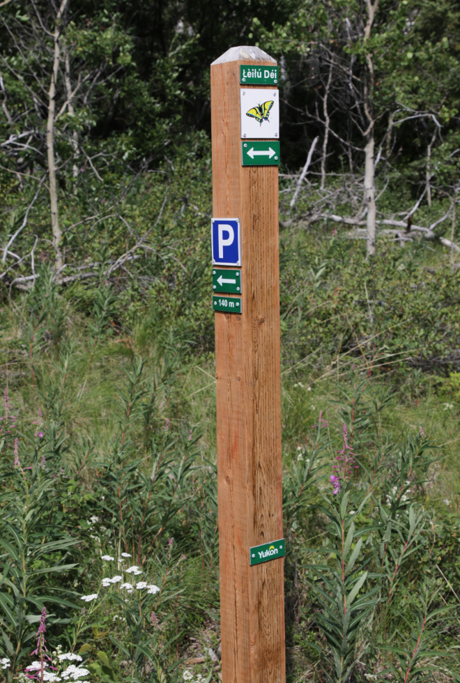 Hiking the Butterfly Trail at Conrad Campground, Yukon.