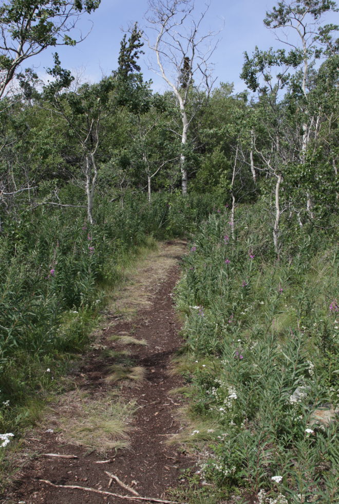 Hiking the trail to the walk-in tenting sites at Conrad Campground, Yukon.