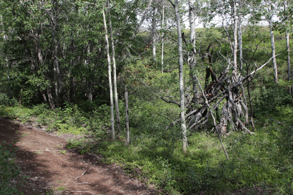 Hiking the trail to the walk-in tenting sites at Conrad Campground, Yukon.