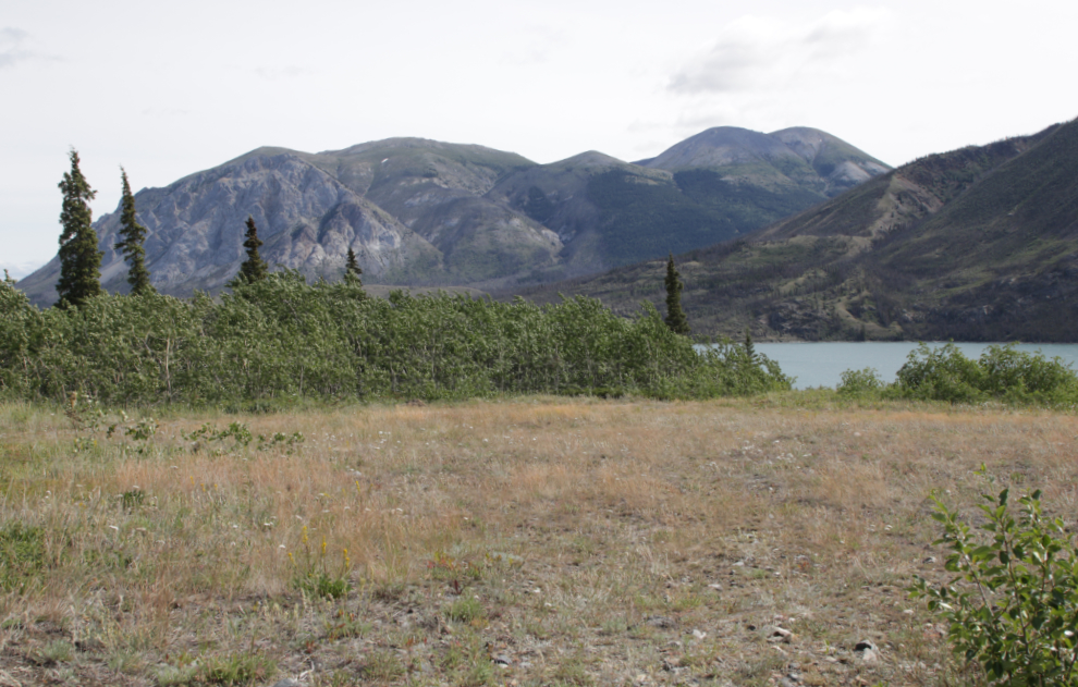 A meadow near Conrad Campground, Yukon.