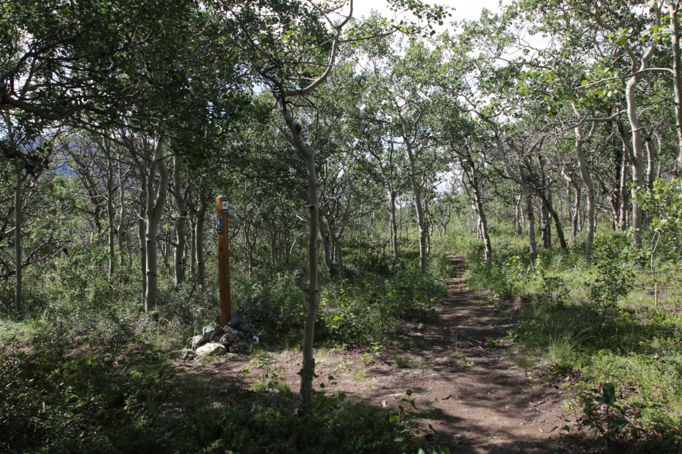 Hiking the Butterfly Trail at Conrad Campground, Yukon.