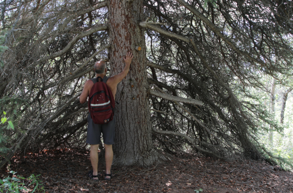 A massive white spruce tree along the Butterfly Trail at Conrad Campground, Yukon.