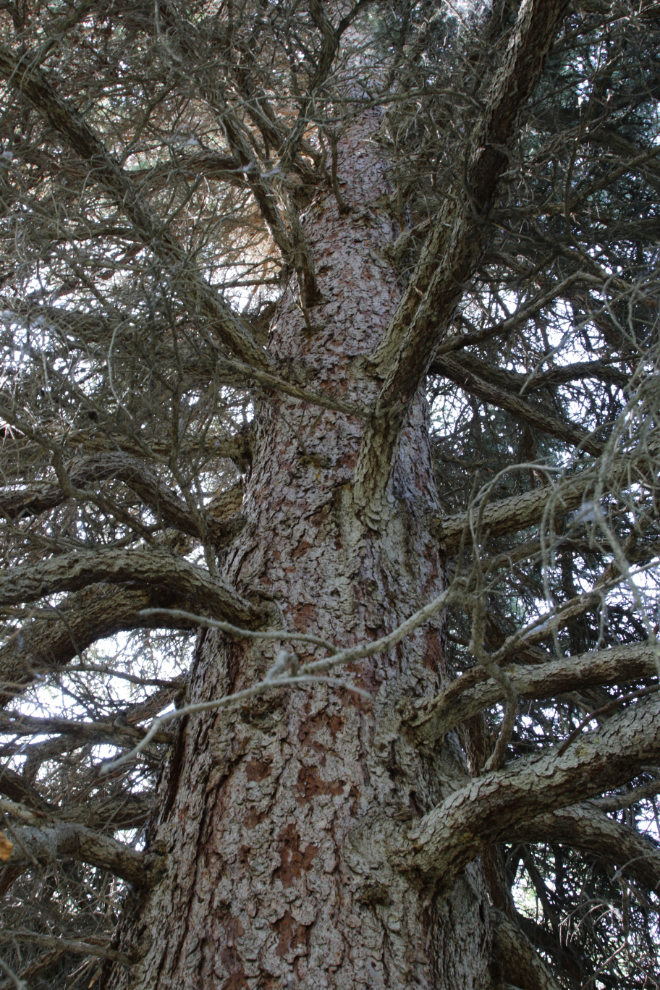 A massive white spruce tree along the Butterfly Trail at Conrad Campground, Yukon.