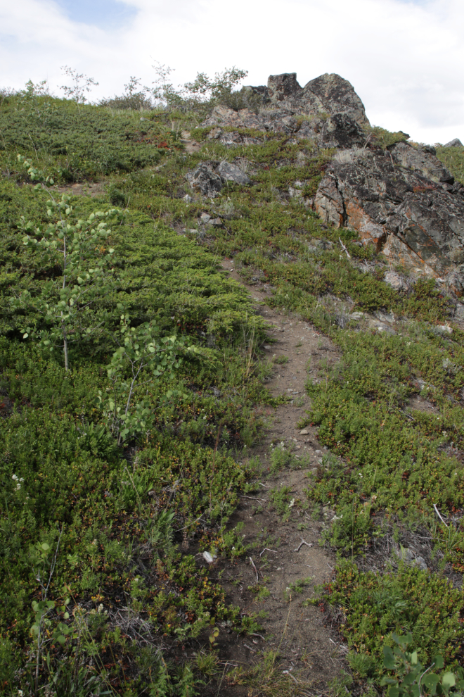 Climbing up from a beach along the hiking trails at Conrad Campground, Yukon.