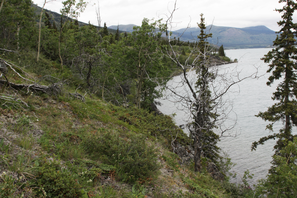 Following an ancient trail near Conrad Campground, Yukon.