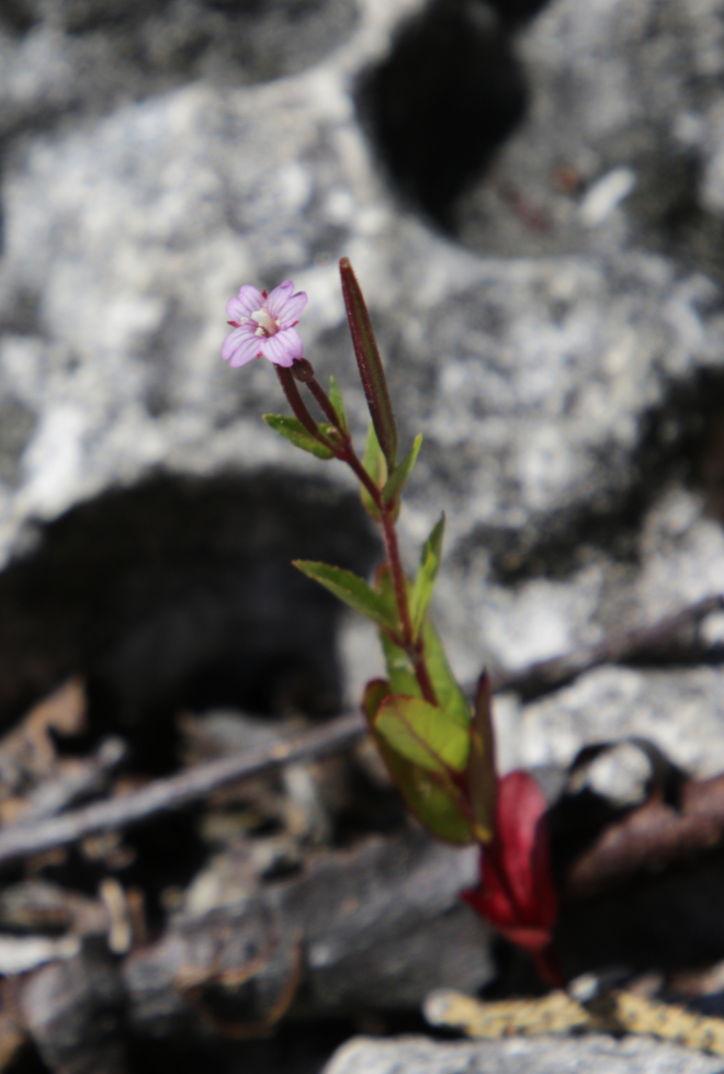 Tiny Fringed Willow-herb at Little Atlin Lake, Yukon