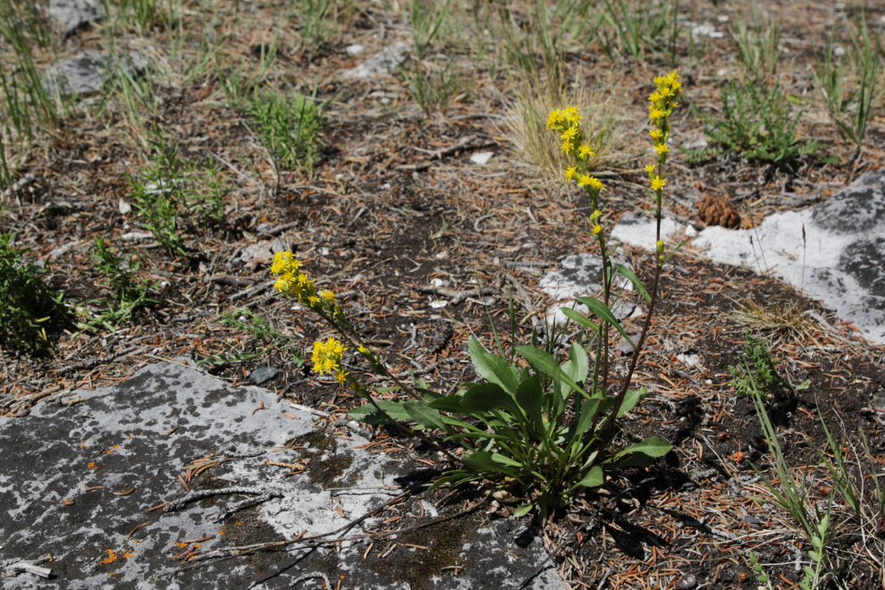 Goldenrod at Little Atlin Lake, Yukon