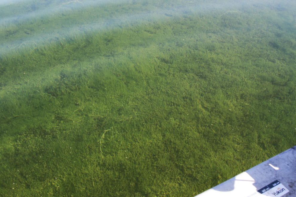 Weedy bottom of Little Atlin Lake, Yukon.