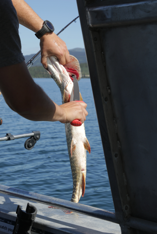 Fishing on Little Atlin Lake, Yukon - Northern pike!