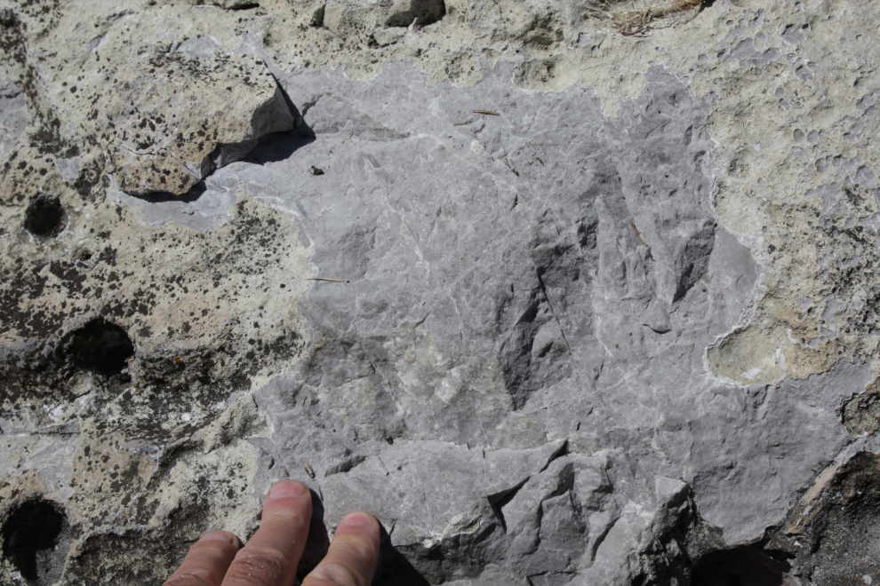 Limestone rock at Little Atlin Lake, Yukon