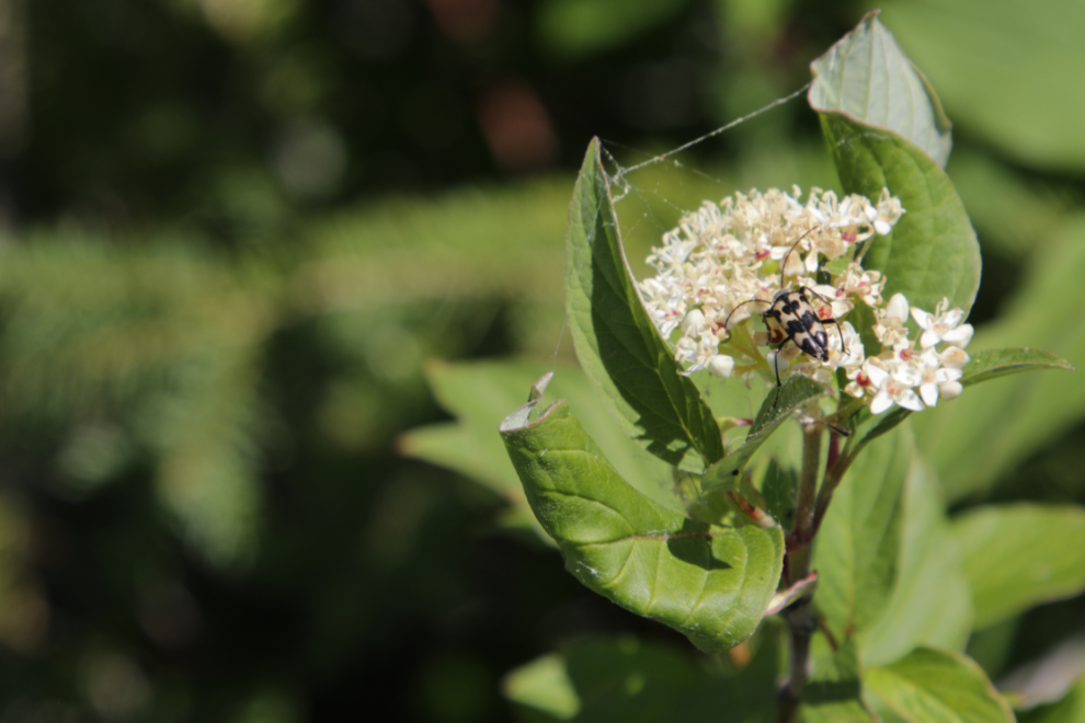 Red osier dogwood with a cool-looking bug on it at Little Atlin Lake, Yukon