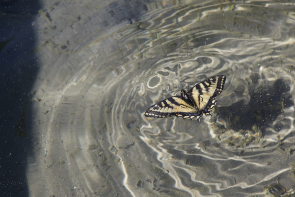 Tiger Swallowtail butterfly in trouble at Little Atlin Lake, Yukon