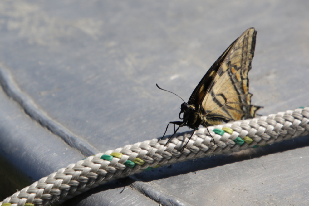 Tiger Swallowtail butterfly drying  out at Little Atlin Lake, Yukon