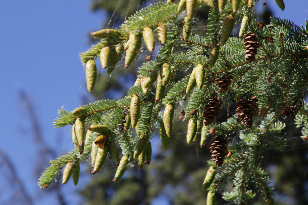 White spruce at Little Atlin Lake, Yukon