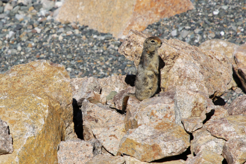 A young Arctic ground squirrel (Urocitellus parryii).