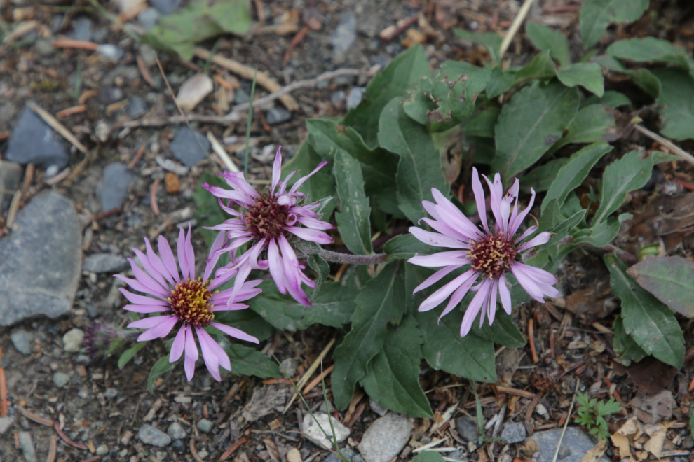 Tatarian asters (Aster tataricus) at Congdon Creek Campground, Yukon.