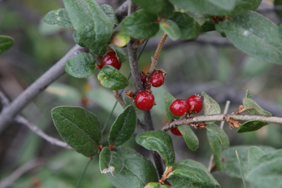 Soapberries (Shepherdia canadensis)  at Congdon Creek Campground, Yukon.