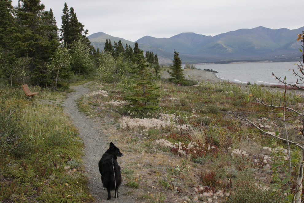 Taking Tucker for a walk at Congdon Creek Campground, Yukon