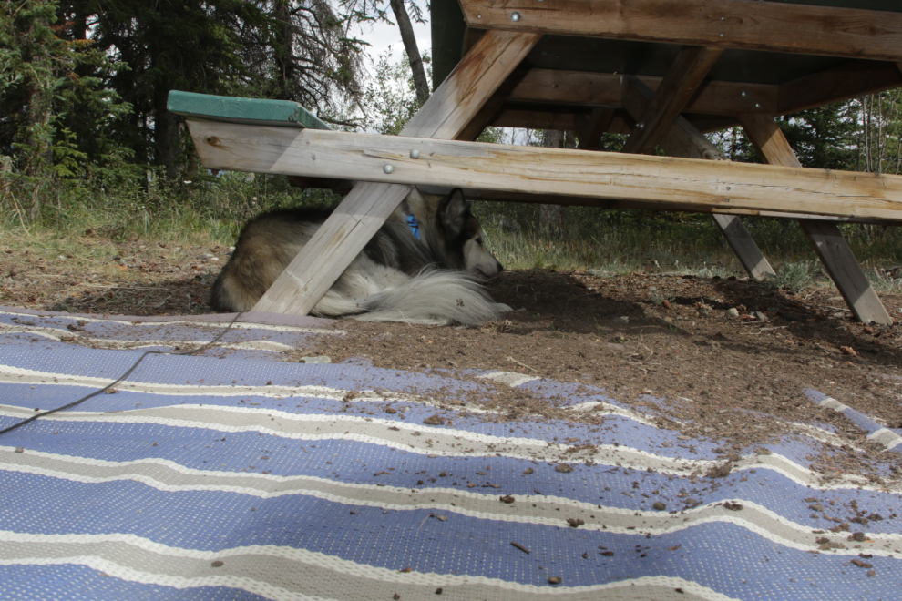 Bella nesting under a picnic table at Congdon Creek Campground, Yukon. 