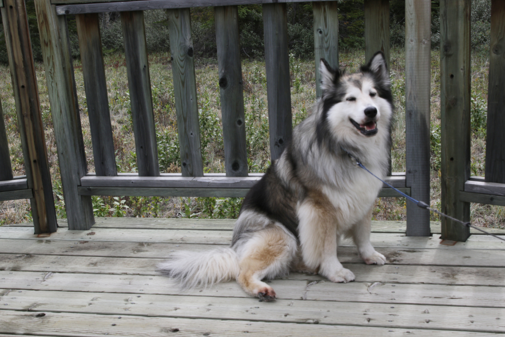 Bella on the observation deck at Congdon Creek Campground, Yukon.