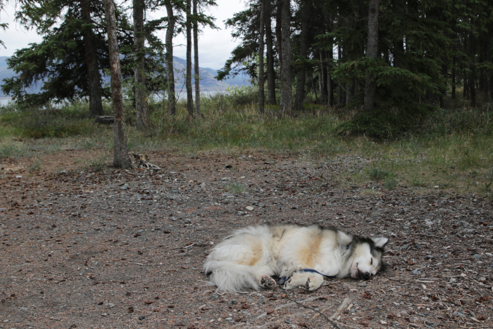 Bella relaxing at Congdon Creek Campground, Yukon.