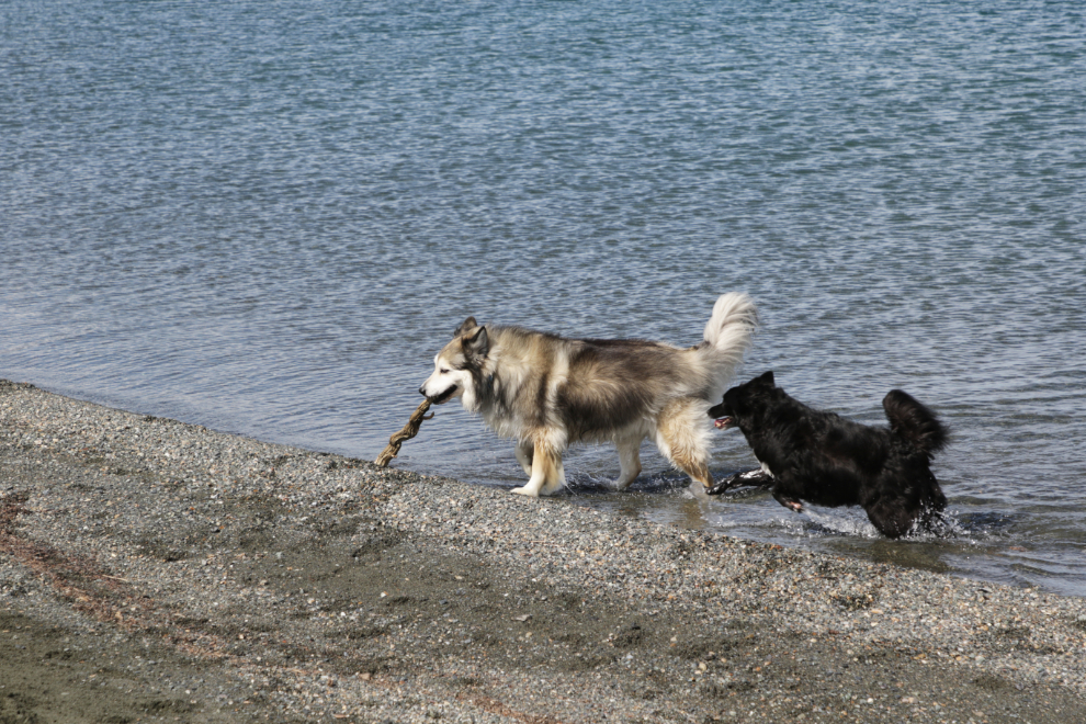 Dogs playing on the beach at Congdon Creek, Yukon.