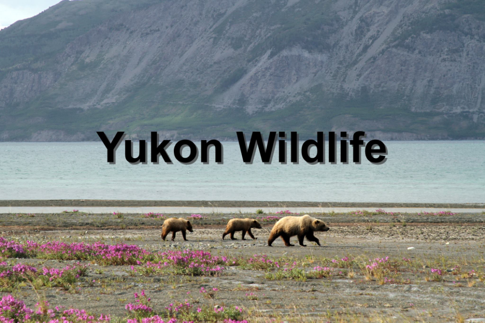 Yukon Wildlife title page