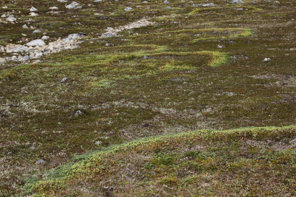 Hiking Tina Creek Ridge, Haines Highway