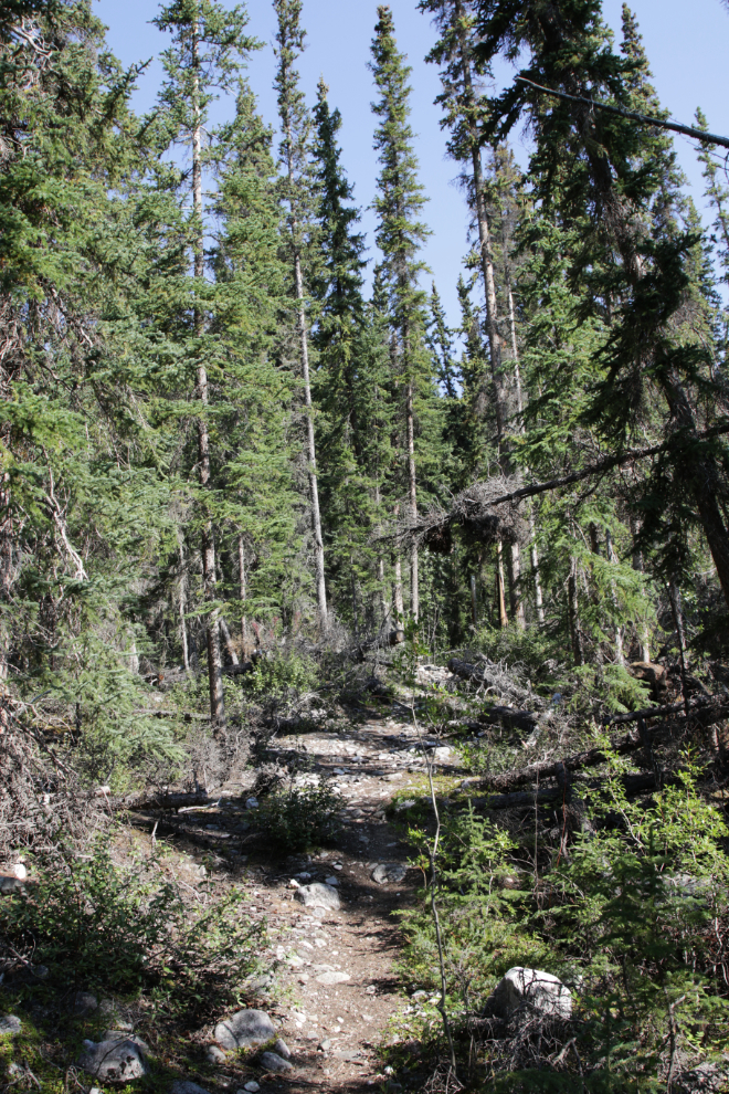 Hiking Mount White, Yukon.