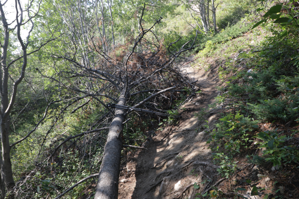 Hiking Mount White, Yukon.