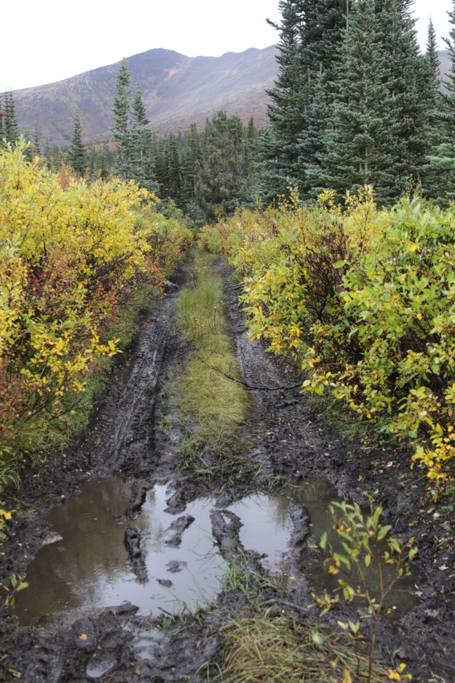 The muddy trail to the historic wooden Boulder Creek dam at Atlin, BC.