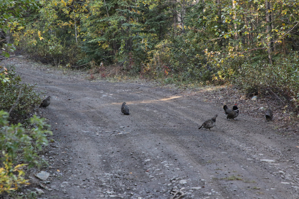 Spruce grouse and harem at Atlin, BC.