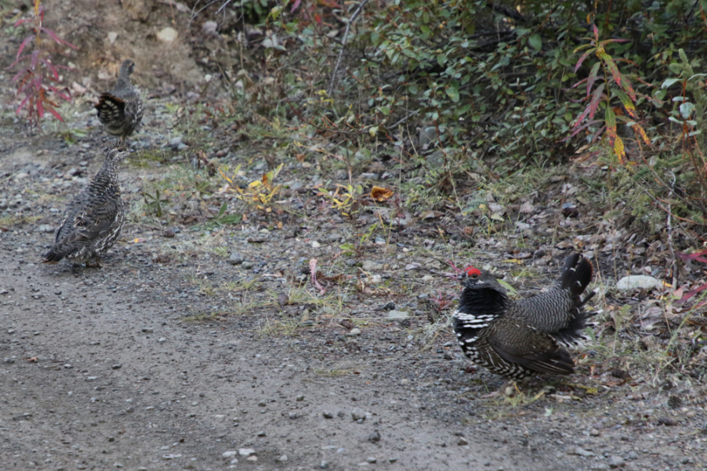 Spruce grouse and harem at Atlin, BC.