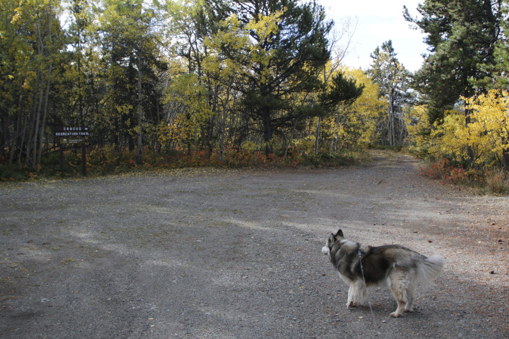 The Crocus Trail, Atlin, BC.