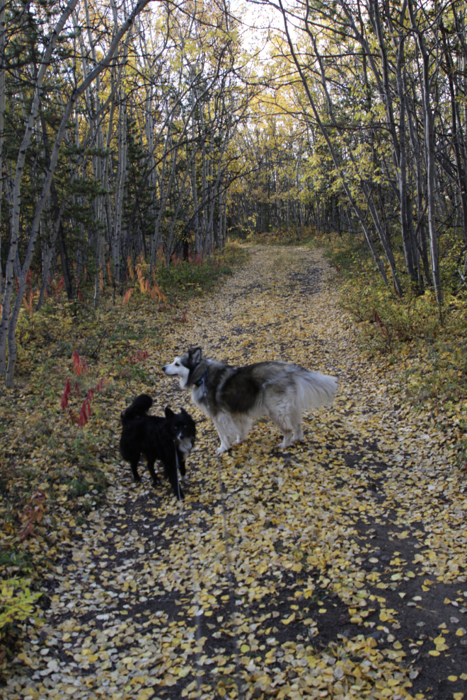 The Crocus Trail, Atlin, BC.