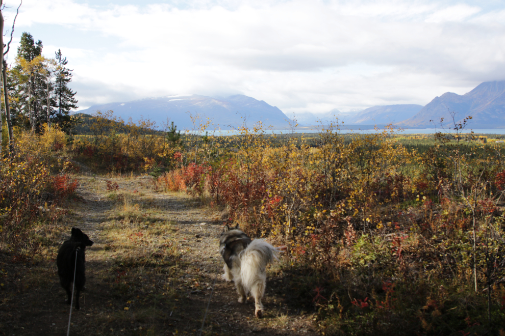 The Crocus Trail, Atlin, BC.