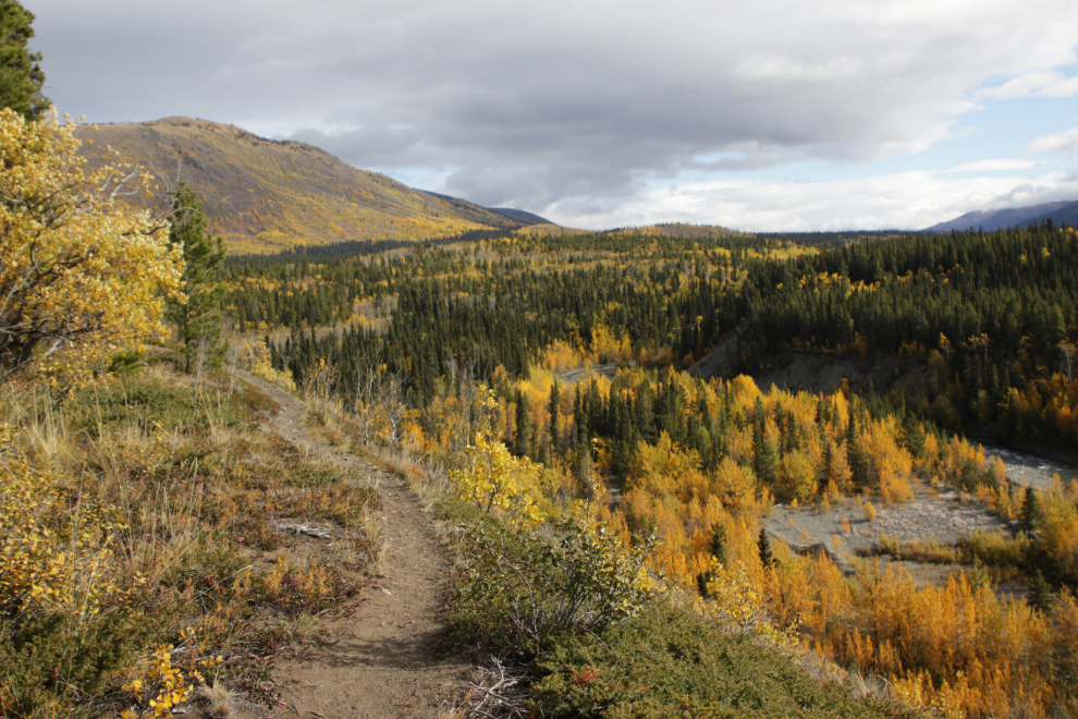 A trail along the ridge overlooking Pine Creek at Atlin, BC.