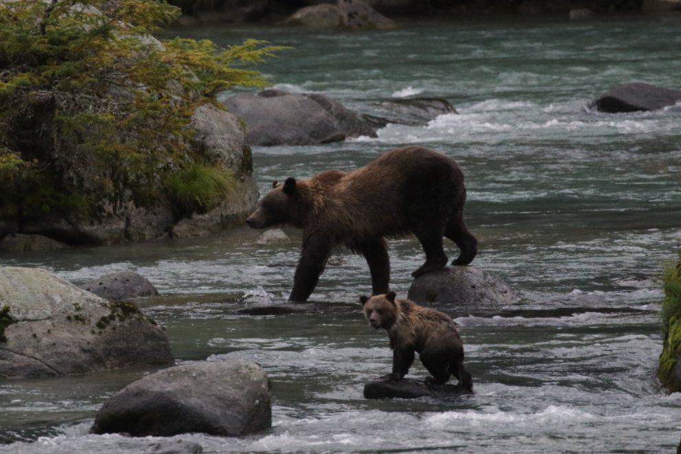 A brown bear family on the Chilkoot River, Alaska