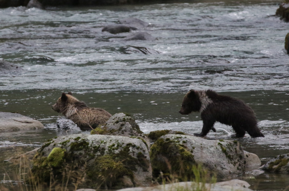 A brown bear family on the Chilkoot River, Alaska