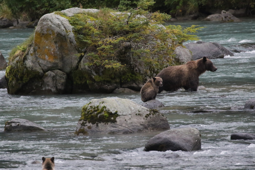 A brown bear family on the Chilkoot River, Alaska