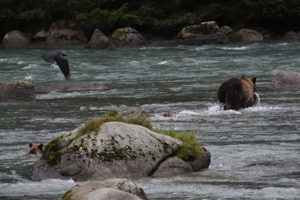 A brown bear family on the Chilkoot River, Alaska