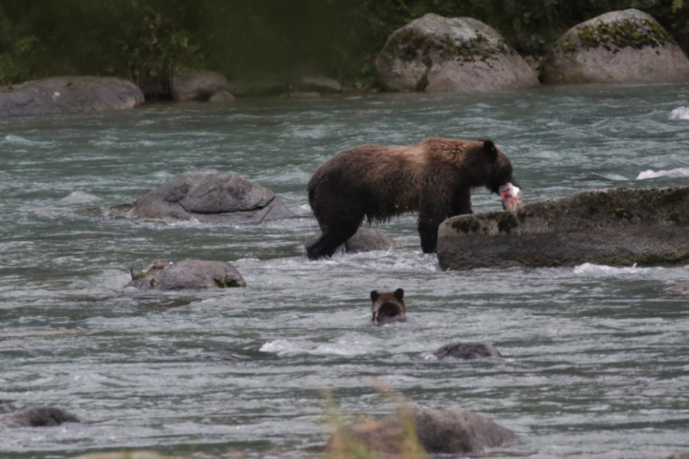 A brown bear family on the Chilkoot River, Alaska