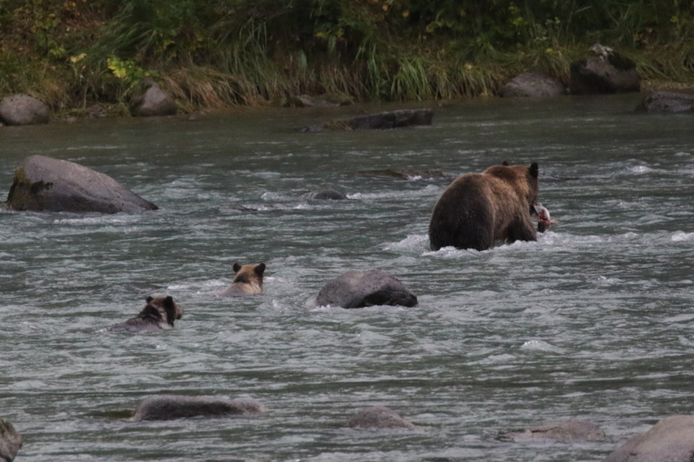 A brown bear family on the Chilkoot River, Alaska