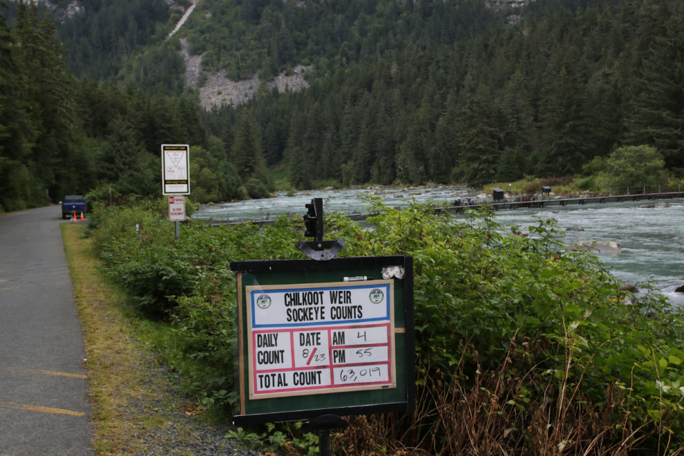 Chilkoot River salmon weir at Haines, Alaska. 